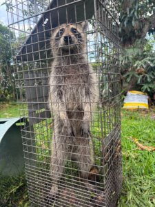 Palm Beach Wildlife Services